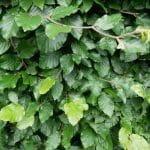 Grønn bøkehekk - Fagus sylvatica i potte 80/100 cm