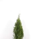 Thuja Emerald i potte 80/100 cm