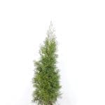 Thuja Emerald i potte 100/120 cm