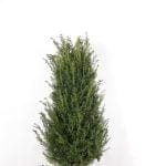 Taxus Baccata i potte 120/140 cm