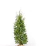 Thuja Emerald i potte 140/160 cm