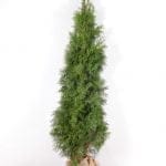 Thuja Smaragd 200/225 cm