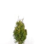 Thuja Emerald i potte 60/80 cm