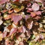 Hekk av rødbøk - Fagus Sylvatica Atropurpurea 175/200 cm