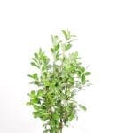 Laurbær rotundifolia i potte 100/125 cm