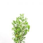 Laurbær rotundifolia i potte 80/100 cm