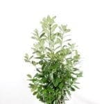 Laurbær laurbær rotundifolia i potte 125/150 cm