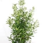 Laurbær laurbær rotundifolia i potte 150/175 cm