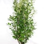 Laurel Rotundifolia i potte 175/200 cm