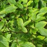 Avnbøk - Carpinus Betulus i potte 80/100 cm