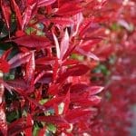 Photinia Fraseri Red Robin - Glanset mispel 175/200 cm