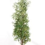 Portugisisk laurbær i potte 125/150 cm