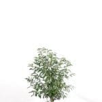 Portugisisk laurbær i potte 60/80 cm