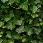 Eføy - Hedera Helix 100/125 cm (i potte)