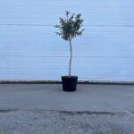 Oliventre - Olea Europaea 100 cm Stammeomkrets 7 cm