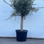 Oliventre Olea Europaea 180-200 cm 45 liters potte (stammeomkrets 30 cm)