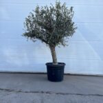 Oliventre Olea Europaea 180-200 cm 70 liters potte (stammeomkrets 35 cm)