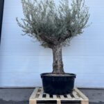 Oliventre Olea Europaea 250-300 Største høye kar Stammeomkrets 100 cm