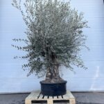 Oliventre Olea Europaea 250-300 cm Største lave kar (stammeomkrets 100 cm)