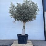 Oliventre Olea Europaea 250-300 cm Høyt kar ny stamme (stammeomkrets 75cm)