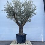 Oliventre Olea-Europaea 250-300 cm Høyt kar med gammel stamme (stammeomkrets 90 cm)