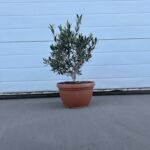 Oliventre olea Europaea 40-50cm bordplante